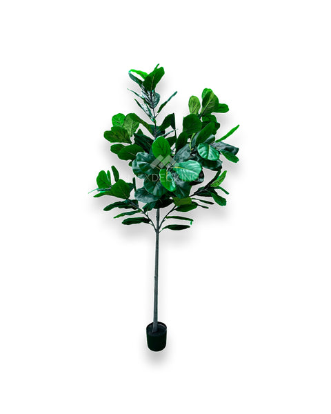 Planta Sintética.- Pandurata